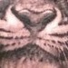 Tattoos - Tiger - 47393